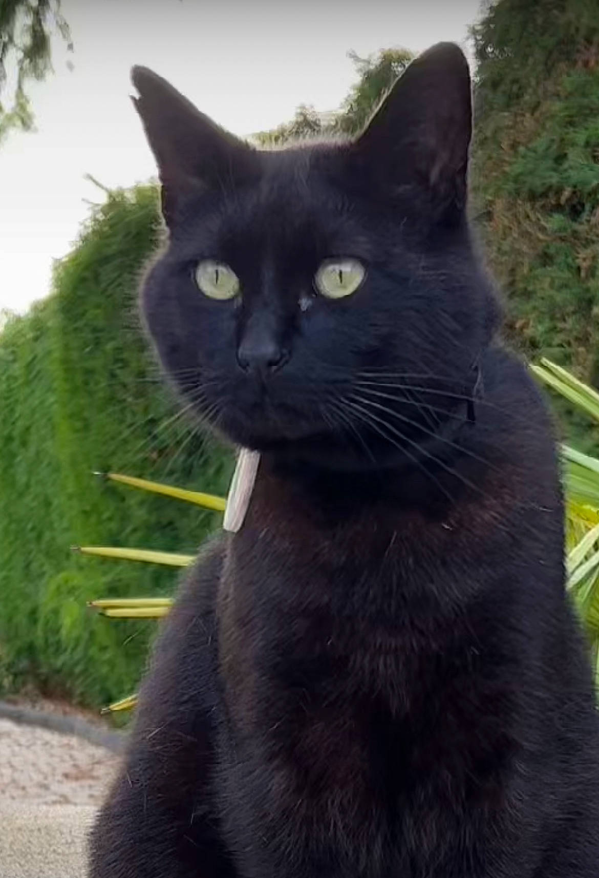 Maurice a rejoint le concours — aidez-le/la à gagner de superbes lots ! black_cat, bombay, carnivore, cat, domestic_short_haired_cat, felidae, fur, grass, plant, small_to_medium_sized_cats, snout, tail, terrestrial_animal, whiskers