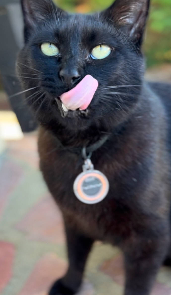 Maurice a rejoint le concours — aidez-le/la à gagner de superbes lots ! black_cat, bombay, carnivore, cat, collar, domestic_short_haired_cat, electric_blue, felidae, fur, grey, paw, small_to_medium_sized_cats, snout, terrestrial_animal, whiskers