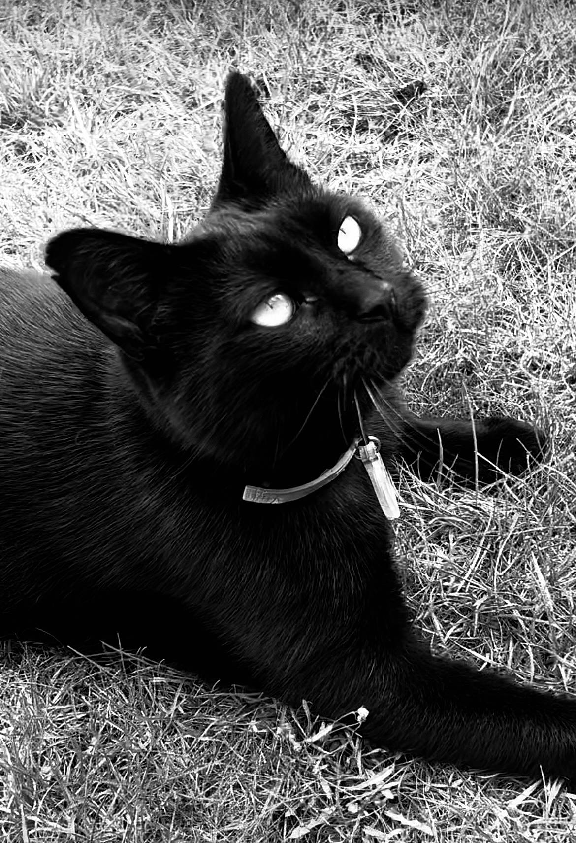 Maurice participe au concours pour gagner de l'argent avec cette photo : black_cat, bombay, carnivore, cat, domestic_short_haired_cat, eye, felidae, fur, grass, grey, monochrome, monochrome_photography, plant, small_to_medium_sized_cats, snout, tail, terrestrial_animal, tree, whiskers, wildlife