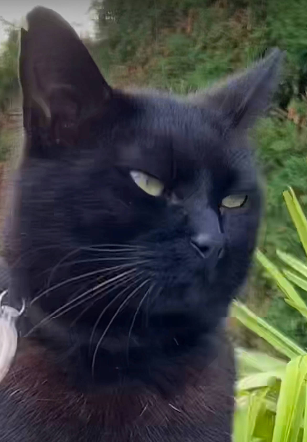 Maurice participe au concours pour gagner de l'argent avec cette photo : black_cat, bombay, carnivore, cat, domestic_short_haired_cat, event, felidae, fur, grass, plant, small_to_medium_sized_cats, snout, terrestrial_animal, tree, whiskers, wildlife