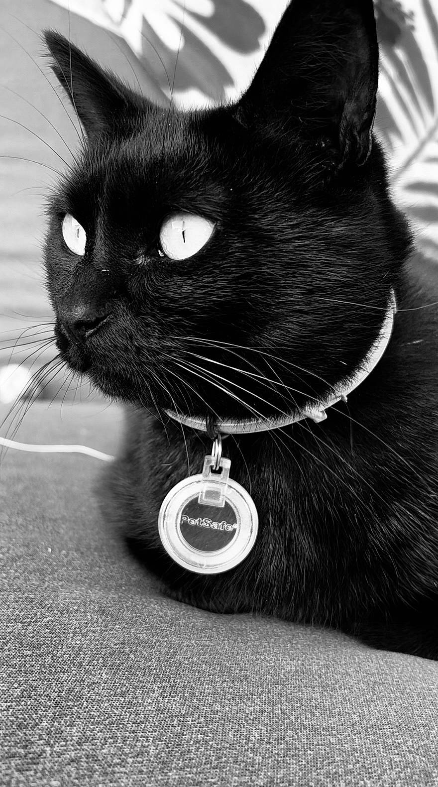 Maurice participe au concours pour gagner de l'argent avec cette photo : black, black_and_white, black_cat, bombay, carnivore, cat, domestic_short_haired_cat, felidae, fur, monochrome, monochrome_photography, paw, pet_supply, photo_caption, small_to_medium_sized_cats, snout, style, tail, whiskers, window