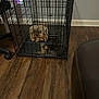 dog, crate, cage, pet, indoor, wooden_floor, furniture, small_dog, shaggy_fur, animal, cage_door, looking_out, home, flooring, chair_wheel, brown_couch, metal_bars, lonely, confined, domestic_animal