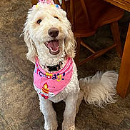 Butters is registered to the contest to win money with this photo: dog, birthday_hat, pink_bandana, white_dog, happy, smiling, indoor, floor, wooden_chair, table, pet, celebration, canine, fur, tail, sitting, tongue_out, cute, domestic_animal, party