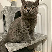 Daisy participe au concours pour gagner de l'argent avec cette photo : animal, cat_tree, curious, cute, domestic_cat, ears, feline, fluffy, furniture, gray_cat, home, indoor, kitten, pet, playful, sitting, soft, tail, whiskers, young_cat
