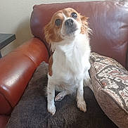 Cookie is registered to the contest to win money with this photo: dog, small_dog, brown_and_white, pillow, couch, leather_couch, indoor, pet, cute, looking_up, fur, ears, nose, whiskers, expression, home, cozy, comfort, patterned_cushion, seated