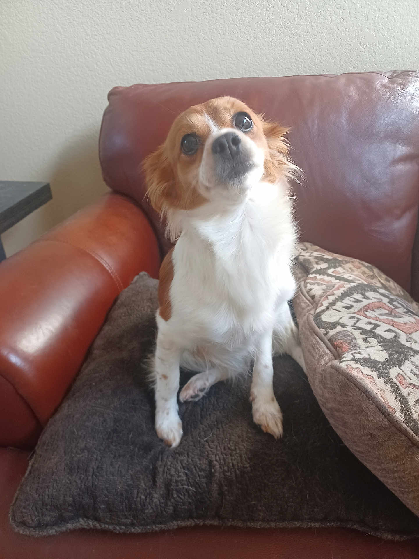 Cookie is registered to the contest to win money with this photo: dog, small_dog, brown_and_white, pillow, couch, leather_couch, indoor, pet, cute, looking_up, fur, ears, nose, whiskers, expression, home, cozy, comfort, patterned_cushion, seated