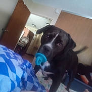 Roscoe is registered to the contest to win money with this photo: animal, appliance, bed, black_dog, blanket, blue, curious, dog, door, floor, furniture, home, indoor, kitchen, pet, room, tail, toy, white, wooden_wall