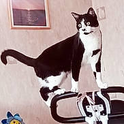 Lucky a rejoint le concours — aidez-le/la à gagner de superbes lots ! cat, tuxedo_cat, black_and_white, feline, standing, stroller, pet, animal, indoor, room, wall, framed_picture, toy, flower_toy, pink_background, whiskers, ears, tail, portrait, playful
