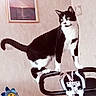 cat, tuxedo_cat, black_and_white, feline, standing, stroller, pet, animal, indoor, room, wall, framed_picture, toy, flower_toy, pink_background, whiskers, ears, tail, portrait, playful