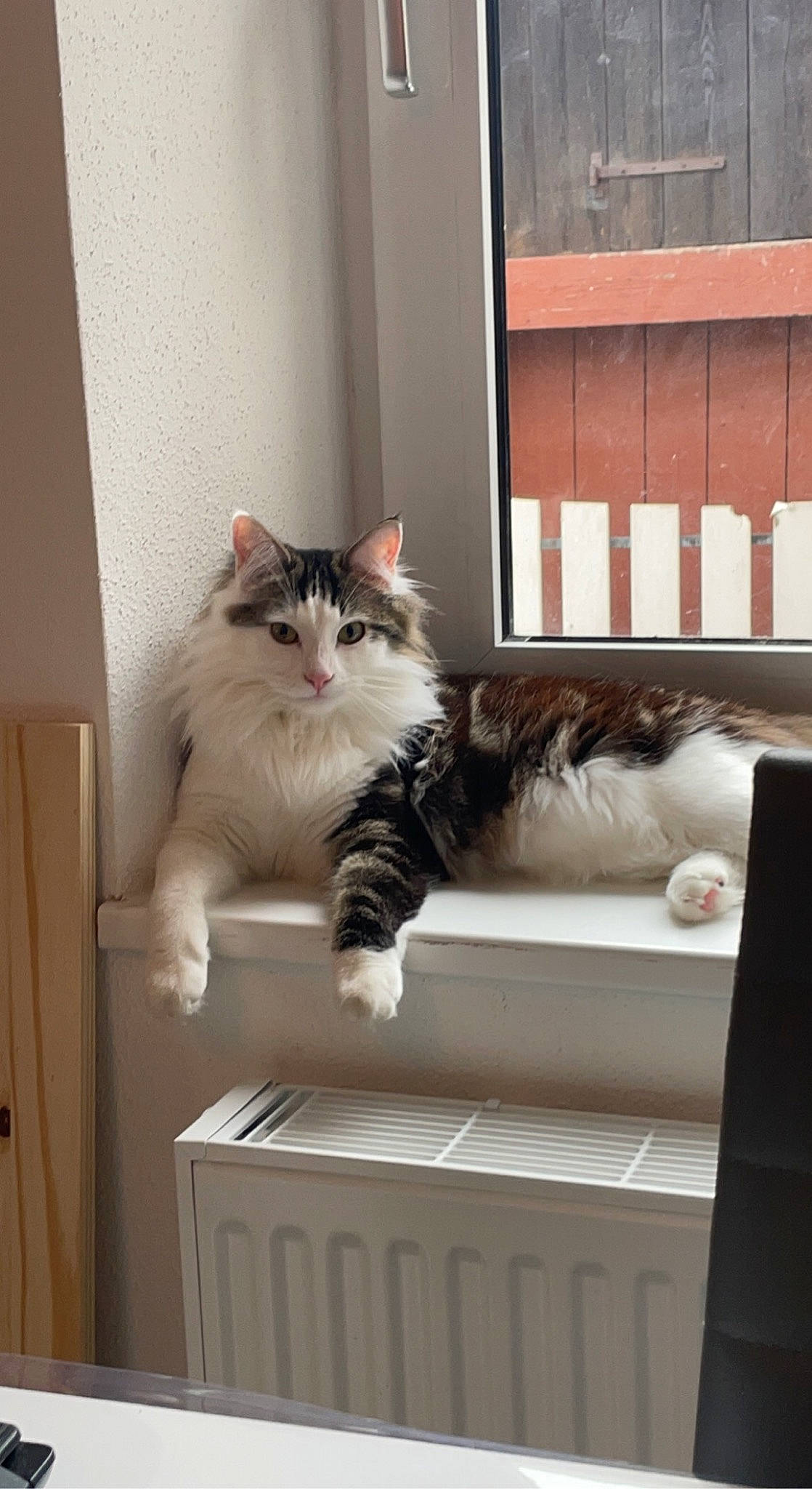 Haribo participe au concours pour gagner de l'argent avec cette photo : british_longhair, cabinetry, carnivore, cat, comfort, couch, domestic_short_haired_cat, door, drawer, felidae, fur, grey, hardwood, paw, shelf, small_to_medium_sized_cats, tail, whiskers, window, wood