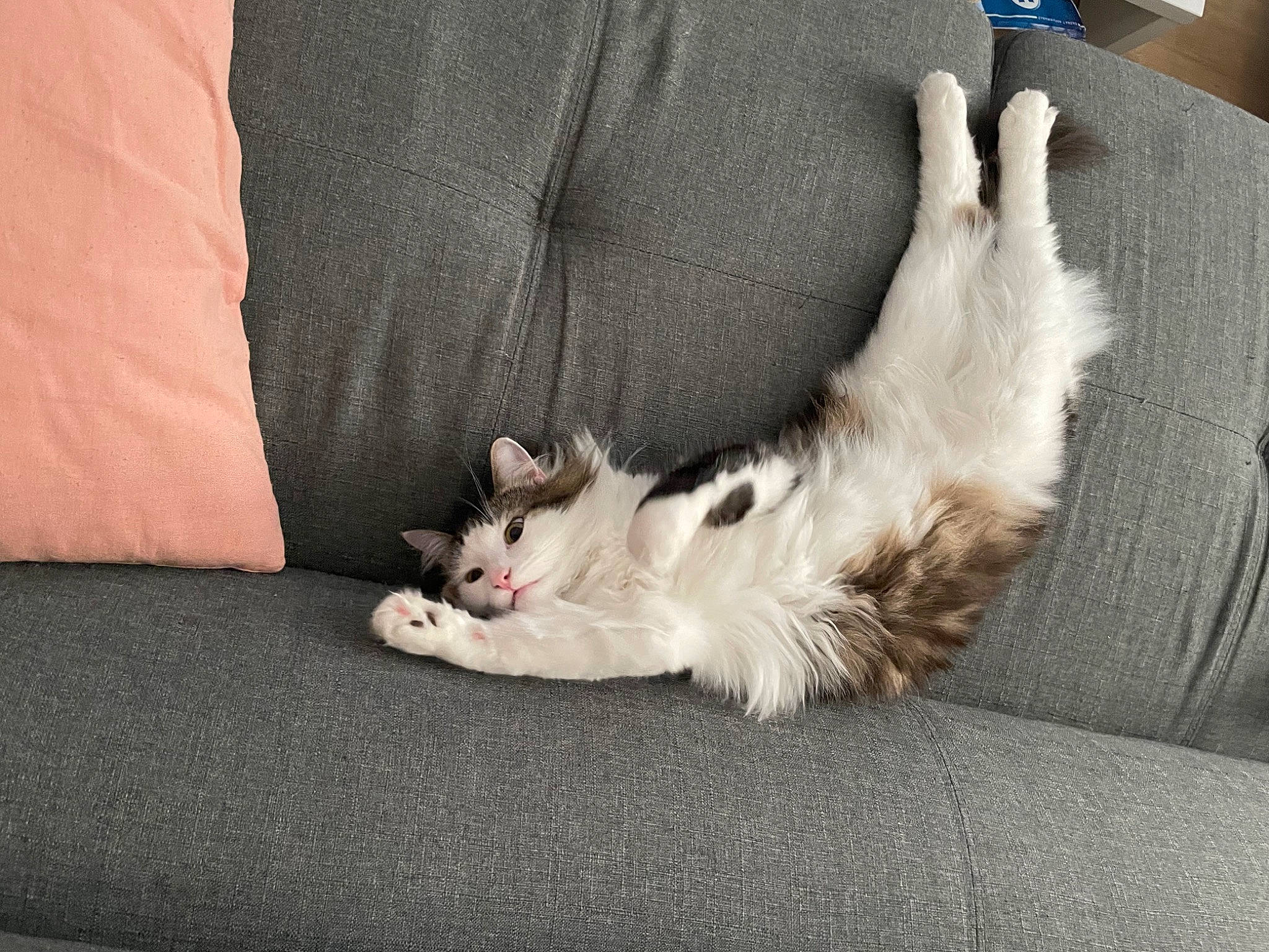 Haribo participe au concours pour gagner de l'argent avec cette photo : canidae, carnivore, cat, claw, comfort, companion_dog, couch, dog_breed, fawn, felidae, fur, grey, human_leg, linens, nap, paw, small_to_medium_sized_cats, sporting_group, tail, whiskers