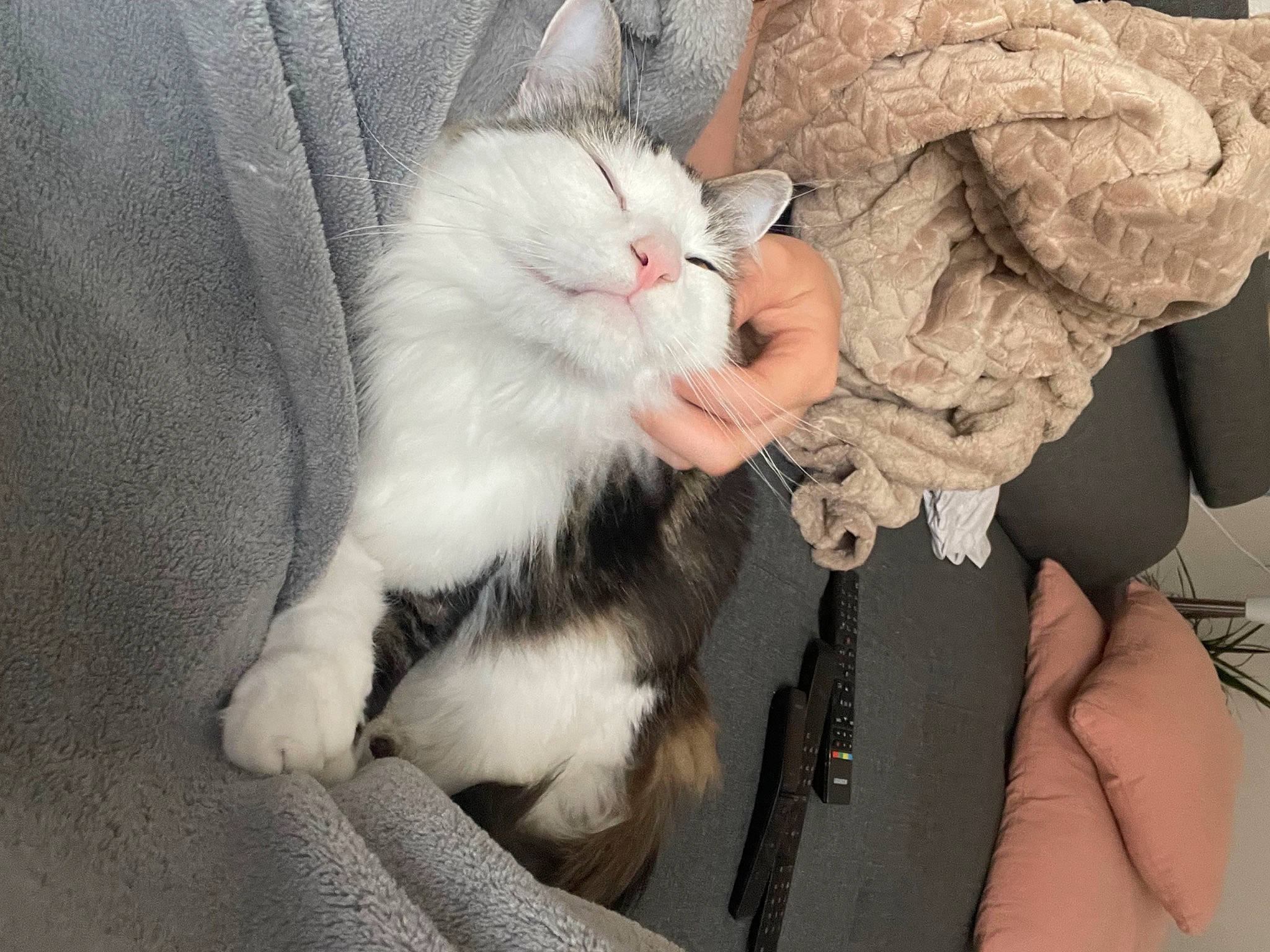 Haribo a rejoint le concours — aidez-le/la à gagner de superbes lots ! carnivore, cat, claw, comfort, domestic_short_haired_cat, fawn, felidae, finger, foot, fur, gesture, grey, lap, nail, paw, sitting, small_to_medium_sized_cats, snout, tail, whiskers