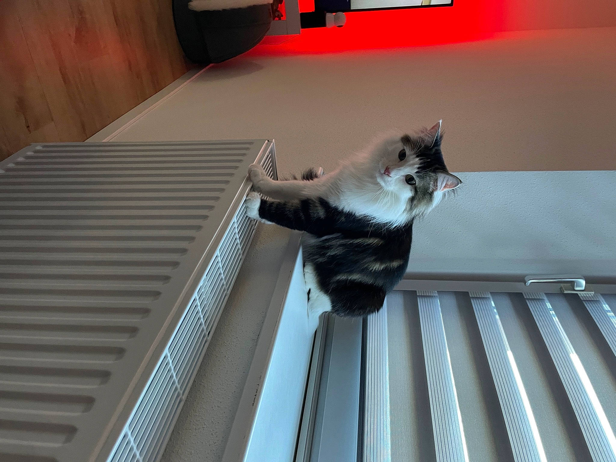 Haribo a rejoint le concours — aidez-le/la à gagner de superbes lots ! automotive_exterior, carnivore, cat, ceiling, comfort, domestic_short_haired_cat, felidae, floor, flooring, handrail, hardwood, light, line, metal, room, small_to_medium_sized_cats, stairs, tail, whiskers, wood