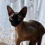 Minky is registered to the contest to win money with this photo: sphynx_cat, cat, hairless_cat, pet, animal, indoor, curtain, lace, window, close_up, portrait, feline, ears, eyes, whiskers, skin, domestic_animal, soft_light, shadow, standing