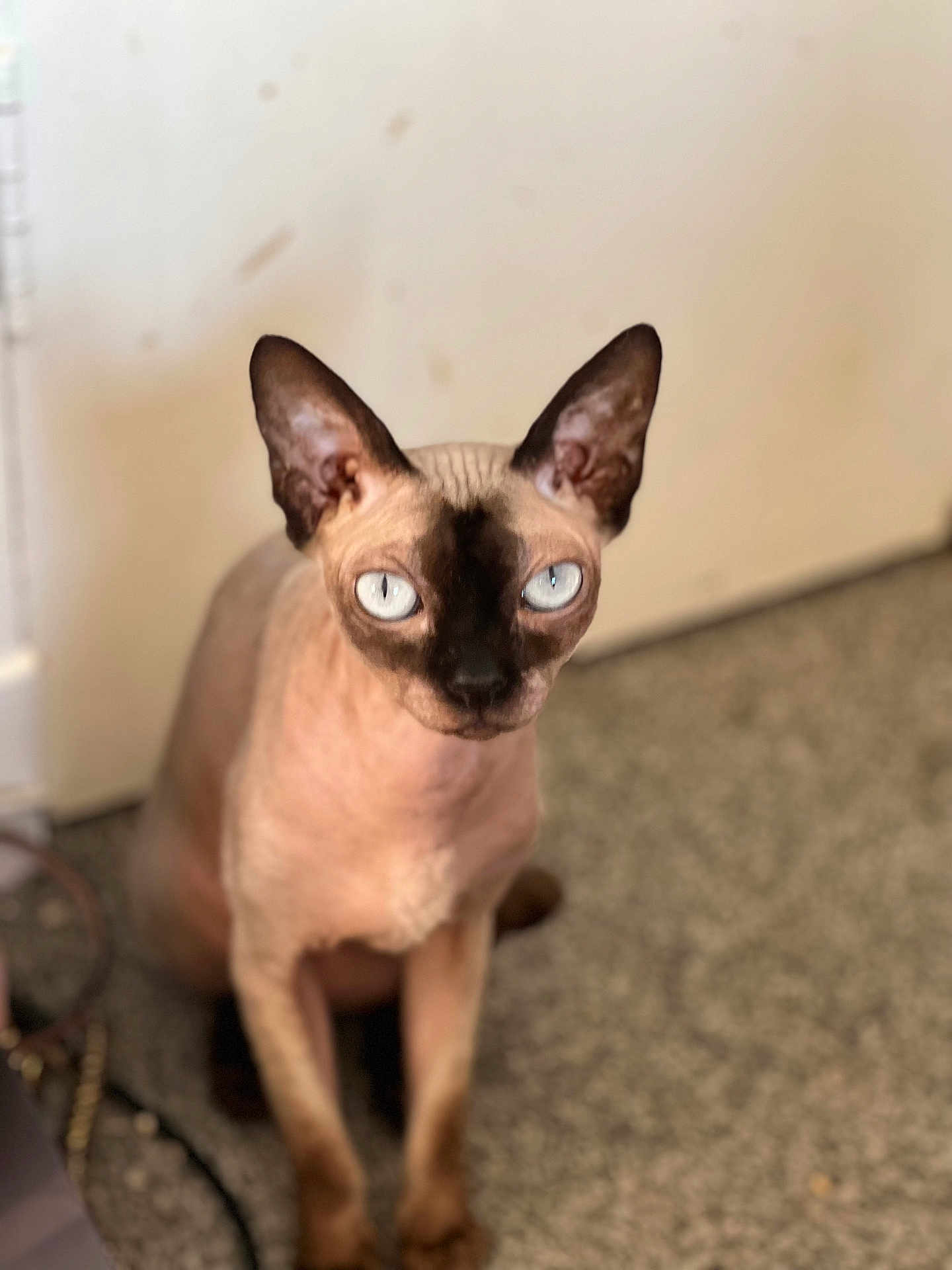 Minky
