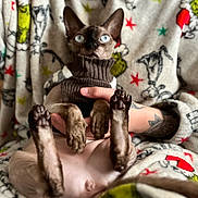 Minky is registered to the contest to win money with this photo: cat, hairless_cat, sweater, person, hand, tattoo, fleece, grinch, holiday, stars, pattern, paws, blue_eyes, cozy, indoor, relaxing, lap, cute, pet, animal
