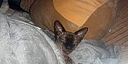Minky is registered to the contest to win money with this photo: sphynx_cat, cat, pet, blanket, couch, pillow, indoor, cozy, sleepy, furless, animal, resting, comfort, feline, closeup, relaxing, domestic, soft, warm, snuggling