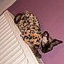 Minky is registered to the contest to win money with this photo: sphynx_cat, cat, pet, indoor, leopard_print, sweater, radiator, purple_wall, cozy, feline, hairless_cat, resting, looking, side_eye, animal, domestic_animal, furless, warm_clothing, texture, home_interior