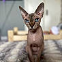 Pearla is registered to the contest to win money with this photo: sphynx_cat, cat, blue_eyes, hairless_cat, pet, indoor, blanket, furniture, blurred_background, television, cozy, animal, portrait, sitting, close_up, domestic_cat, whiskers, ears, soft_texture, room