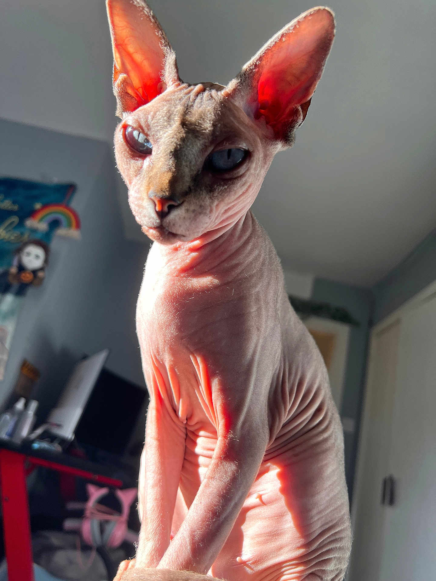 Pearla
