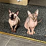 Pearla is registered to the contest to win money with this photo: sphynx_cat, cat, hairless_cat, blue_eyes, indoor, carpet, floor, wall, plug_socket, two_cats, pet, animal, feline, looking, sitting, room, tile_floor, doorway, curious, domestic