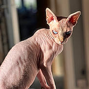 Pearla joined the competition — help win amazing prizes! sphynx_cat, hairless_cat, cat, blue_eyes, wrinkled_skin, pet, animal, indoor, chair, close_up, portrait, feline, looking_at_camera, natural_light, domestic_cat, curious, whiskers, ears, pink_skin, focused