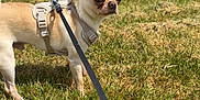 Kermit is registered to the contest to win money with this photo: dog, leash, harness, grass, field, outdoor, sunny, daytime, building, sky, clouds, pet, canine, small_dog, walking, nature, animal, greenery, urban, park
