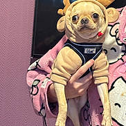Kermit is registered to the contest to win money with this photo: dog, costume, reindeer, antlers, red_nose, small_dog, pet, hand, pink_robe, hello_kitty, indoor, wall, cute, wide_eyes, animal, clothing, person, holding, portrait, festive