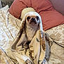 Kermit joined the competition — help win amazing prizes! dog, chihuahua, blanket, bed, pillow, indoor, pet, cute, small_dog, fur, animal, cozy, looking_up, expression, resting, domestic, comfort, soft_texture, home, sleep_area