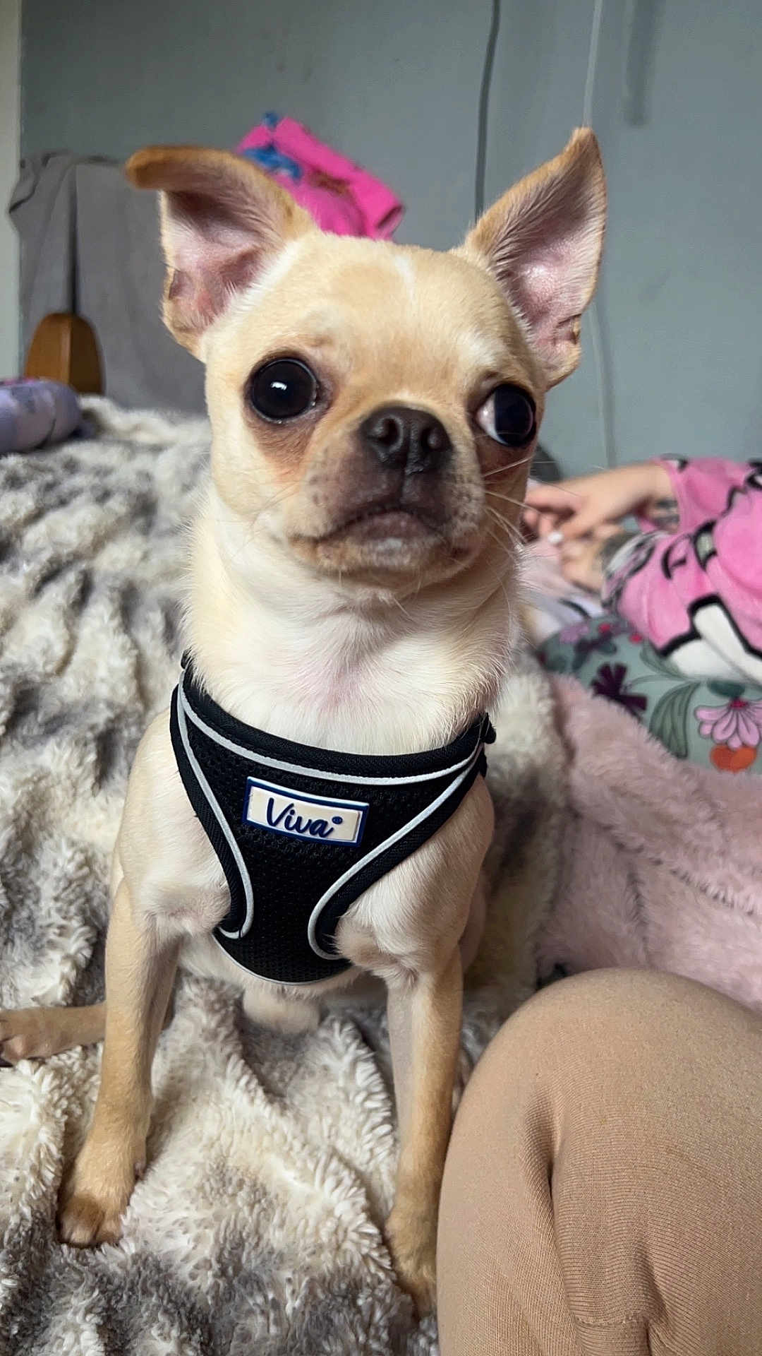 Kermit joined the competition — help win amazing prizes! dog, small_dog, puppy, harness, indoor, blanket, bed, person, pajamas, furry, cute, pet, animal, sitting, cozy, light, fur, ears, eyes, nose