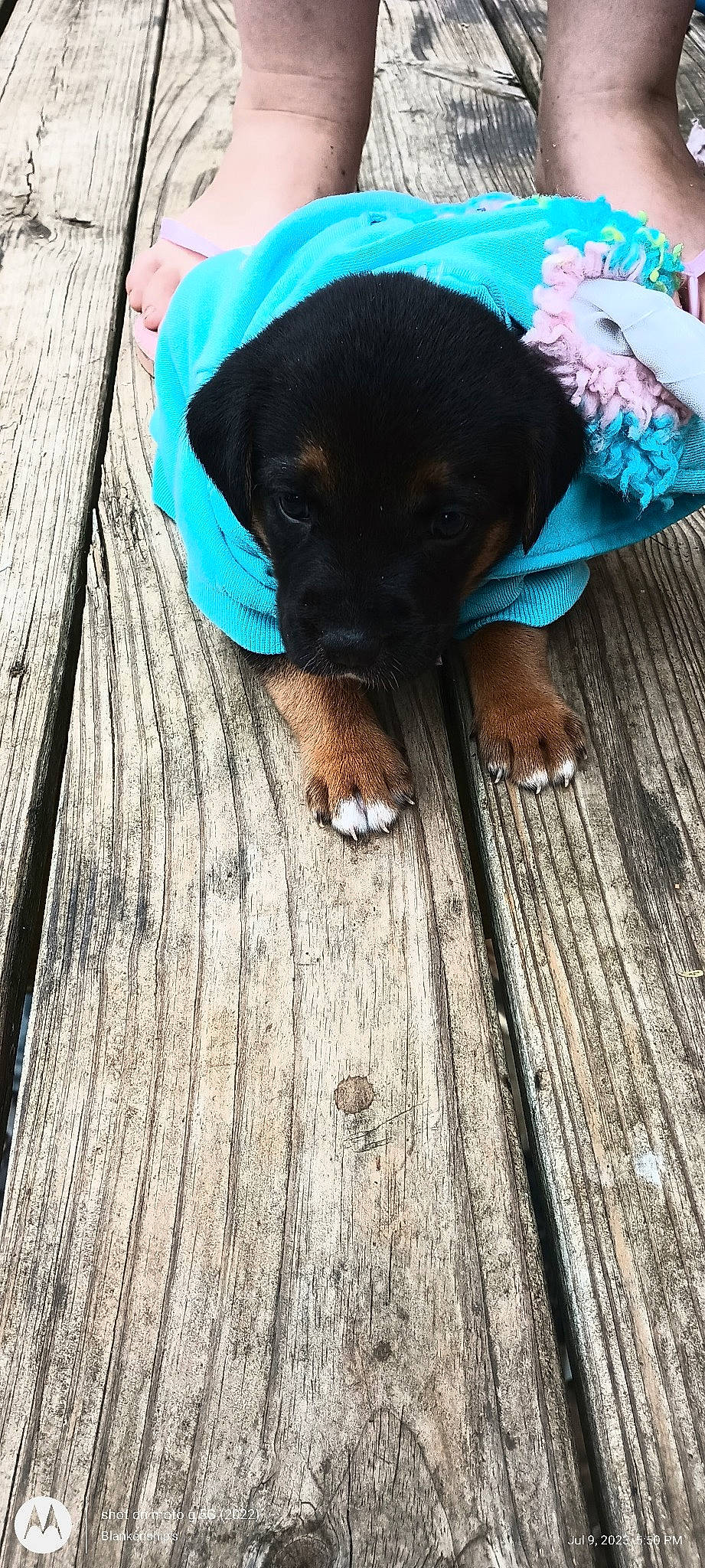 Phoenix is registered to the contest to win money with this photo: blue, canidae, carnivore, comfort, companion_dog, dog, dog_breed, fawn, flooring, foot, hardwood, plank, plant, sitting, snout, sporting_group, tints_and_shades, wood, wood_stain, working_animal