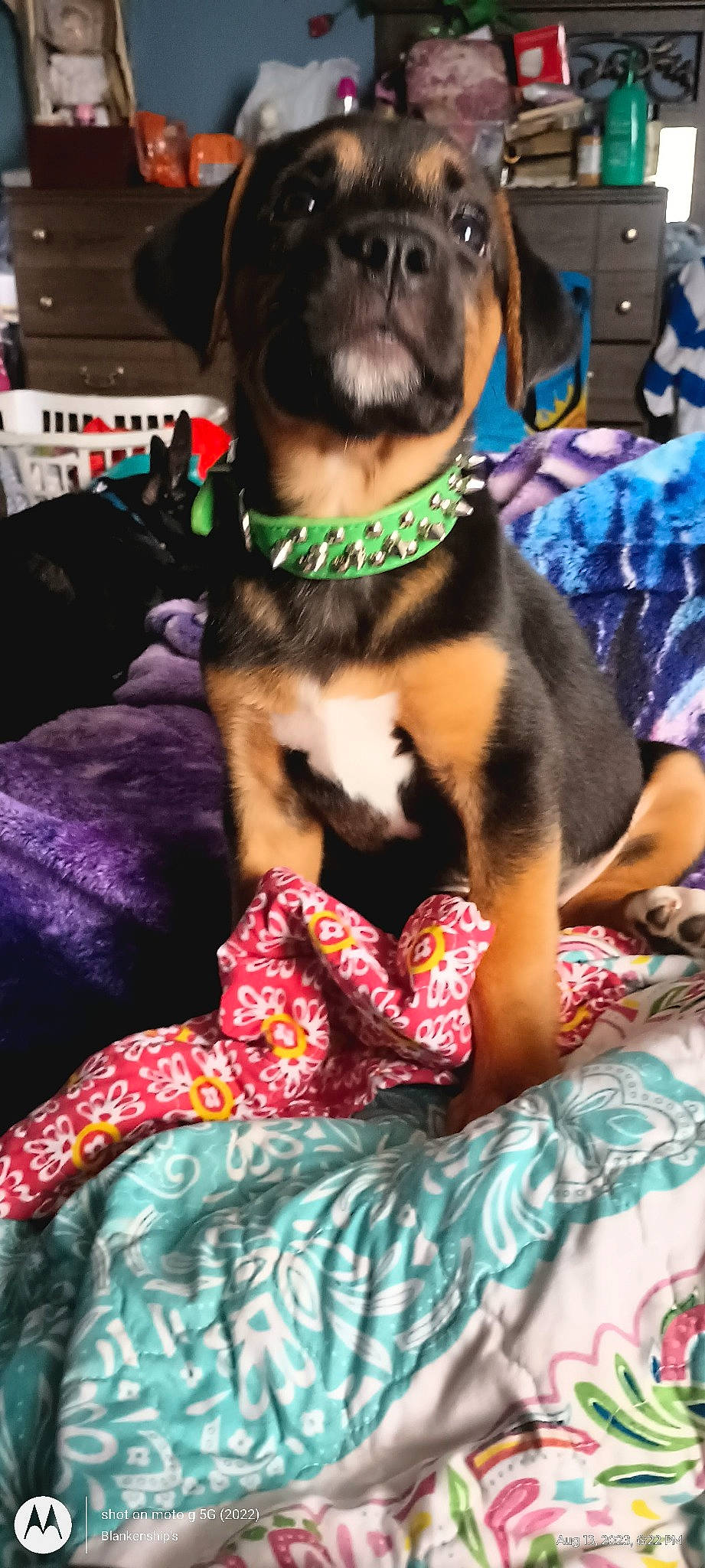 Phoenix joined the competition — help win amazing prizes! canidae, carnivore, collar, companion_dog, dog, dog_breed, dog_collar, dog_supply, fawn, fur, leash, linens, magenta, pattern, paw, pet_supply, sporting_group, textile, toy_dog, working_animal