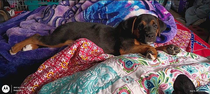 Phoenix joined the competition — help win amazing prizes! bedding, blanket, canidae, carnivore, comfort, companion_dog, couch, dog, dog_breed, dog_supply, fawn, linens, liver, magenta, pattern, room, sporting_group, terrestrial_animal, working_animal, working_dog