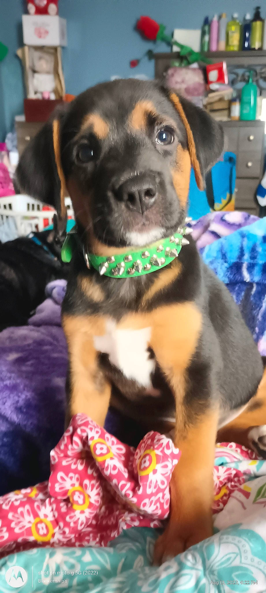 Phoenix joined the competition — help win amazing prizes! canidae, carnivore, collar, companion_dog, dog, dog_breed, dog_collar, event, fashion_accessory, fawn, fur, leash, personal_protective_equipment, puppy, rottweiler, sporting_group, whiskers, working_animal, working_dog