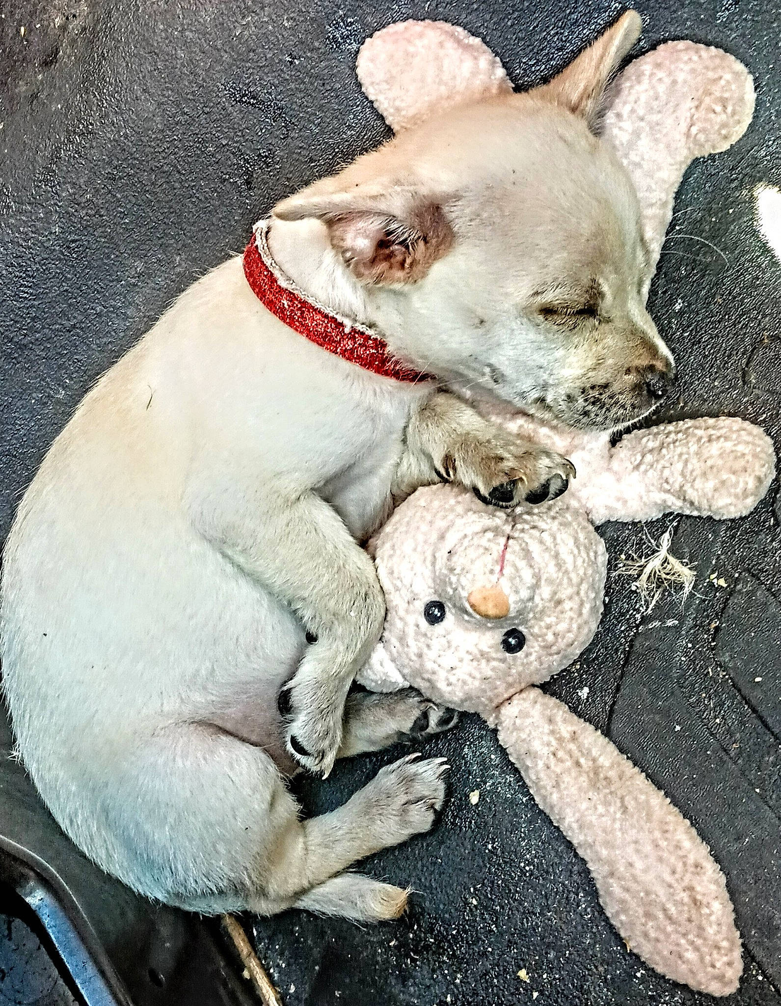 Hope is registered to the contest to win money with this photo: canidae, carnivore, chihuahua, collar, companion_dog, dog, dog_breed, dog_clothes, dog_collar, dog_supply, fawn, fur, paw, pet_supply, snout, sporting_group, tail, toy_dog, whiskers, working_animal