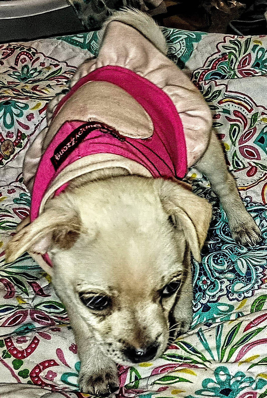 Hope is registered to the contest to win money with this photo: art, canidae, carnivore, companion_dog, dog, dog_breed, dog_clothes, dog_supply, fawn, fur, linens, magenta, mammal, snout, sporting_group, terrestrial_animal, toy_dog, whiskers, working_animal, wrinkle