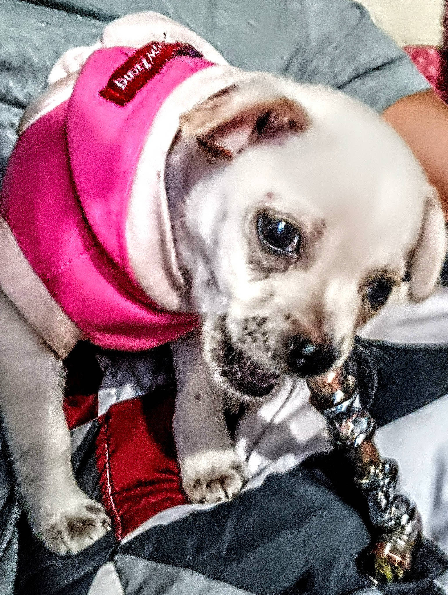 Hope joined the competition — help win amazing prizes! canidae, carnivore, collar, companion_dog, dog, dog_breed, dog_clothes, dog_collar, dog_supply, eyewear, fawn, fur, goggles, leash, snout, sporting_group, sunglasses, toy_dog, whiskers, working_animal