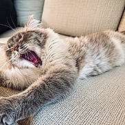 Zeus joined the competition — help win amazing prizes! cat, feline, yawning, stretching, fluffy, pet, animal, indoor, couch, beige, relaxing, whiskers, fur, mouth, claws, paw, closeup, sleepy, comfortable, domestic