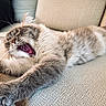 cat, feline, yawning, stretching, fluffy, pet, animal, indoor, couch, beige, relaxing, whiskers, fur, mouth, claws, paw, closeup, sleepy, comfortable, domestic