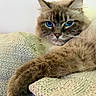 Zeus joined the competition — help win amazing prizes! cat, blue_eyes, fluffy, paw, relaxed, indoor, closeup, feline, pet, fur, whiskers, blanket, cozy, resting, cute, animal, portrait, sleepy, domestic_cat, soft