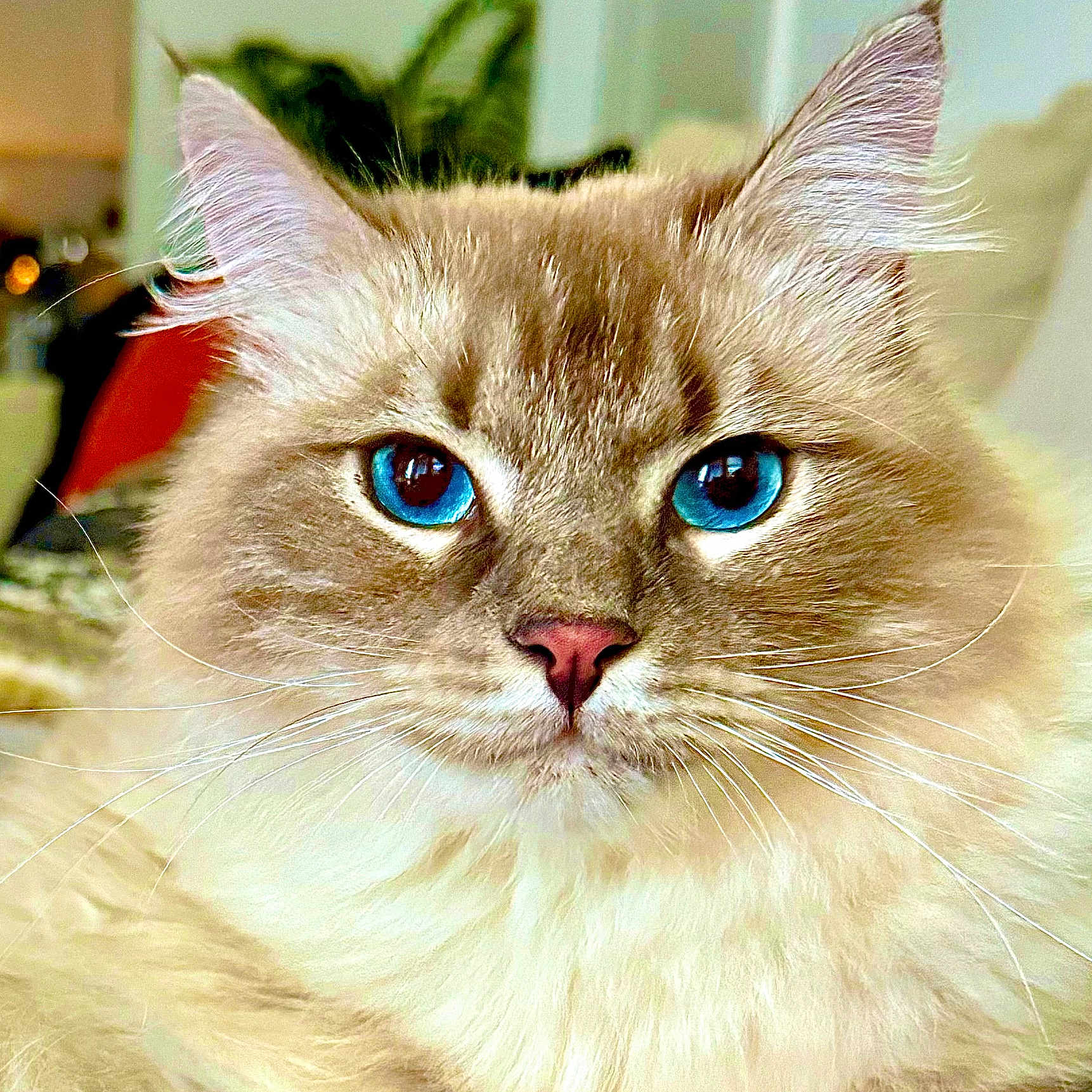Zeus