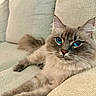 Zeus is registered to the contest to win money with this photo: cat, blue_eyes, fluffy, long_hair, pet, indoor, couch, furniture, relaxed, portrait, whiskers, animal, mammal, domestic_animal, cozy, resting, closeup, cute, soft, comfortable
