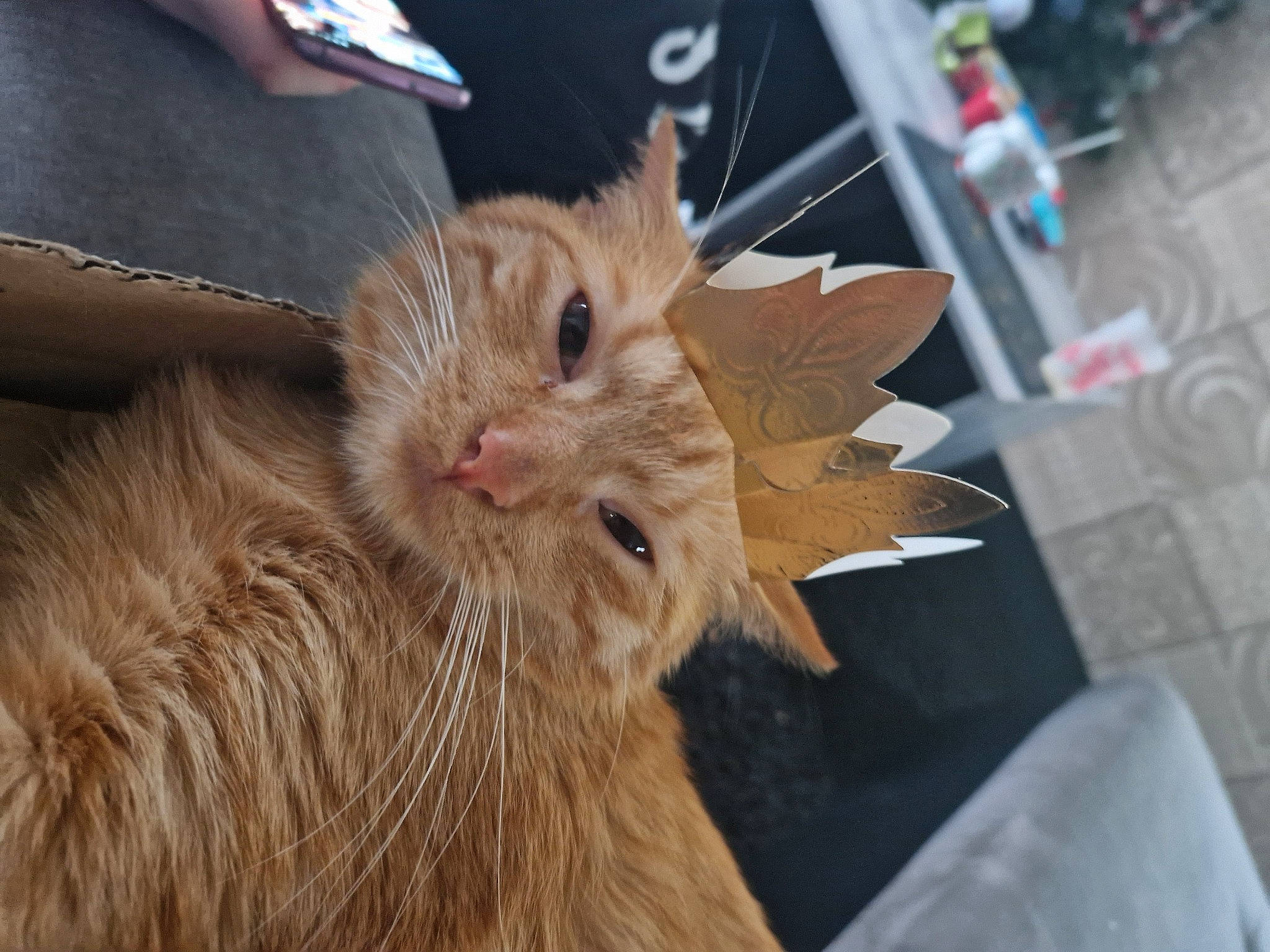 Simba a rejoint le concours — aidez-le/la à gagner de superbes lots ! box, canidae, carnivore, cat, claw, domestic_short_haired_cat, fawn, felidae, fur, paw, small_to_medium_sized_cats, snout, whiskers, wood