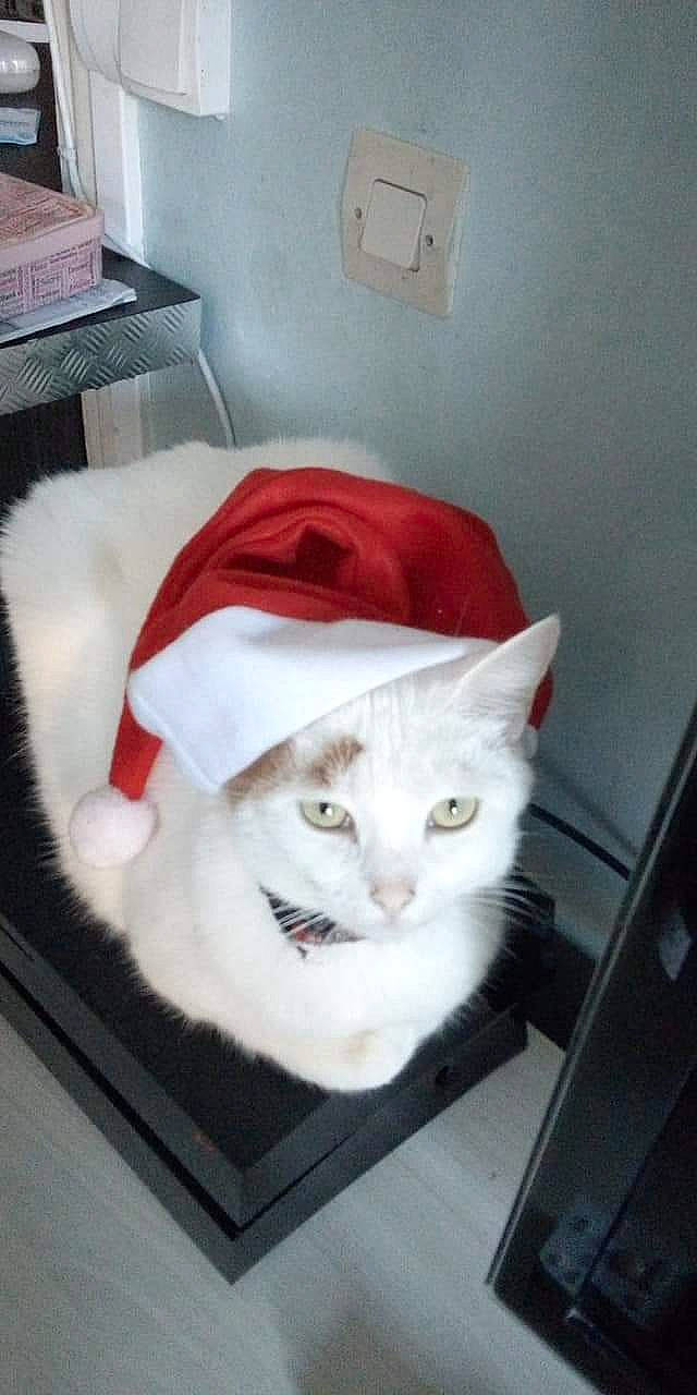 Clochette participe au concours pour gagner de l'argent avec cette photo : carmine, carnivore, cat, cat_supply, comfort, domestic_short_haired_cat, eye, fawn, felidae, fur, light_switch, room, small_to_medium_sized_cats, snout, tail, wall_plate, wall_socket, whiskers