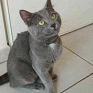 Gribouille participe au concours pour gagner de l'argent avec cette photo : abyssinian, angora, animal, cat, egyptiancat, gray, kitten, manx, pet, slate