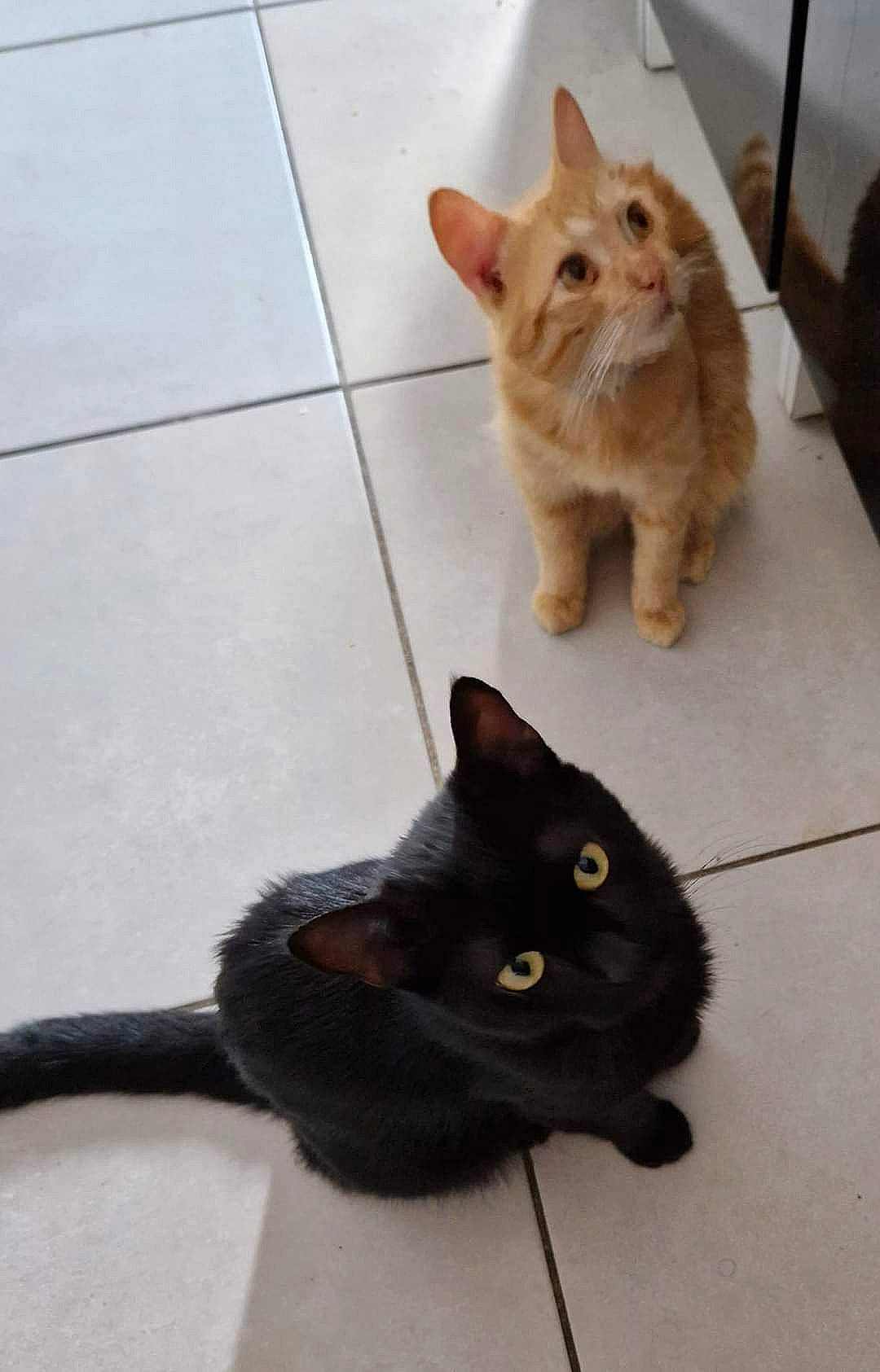 Tigrou participe au concours pour gagner de l'argent avec cette photo : black_cat, bombay, carnivore, cat, claw, domestic_short_haired_cat, fawn, felidae, flooring, fur, hardwood, havana_brown, paw, small_to_medium_sized_cats, snout, tail, terrestrial_animal, tile_flooring, whiskers, wood