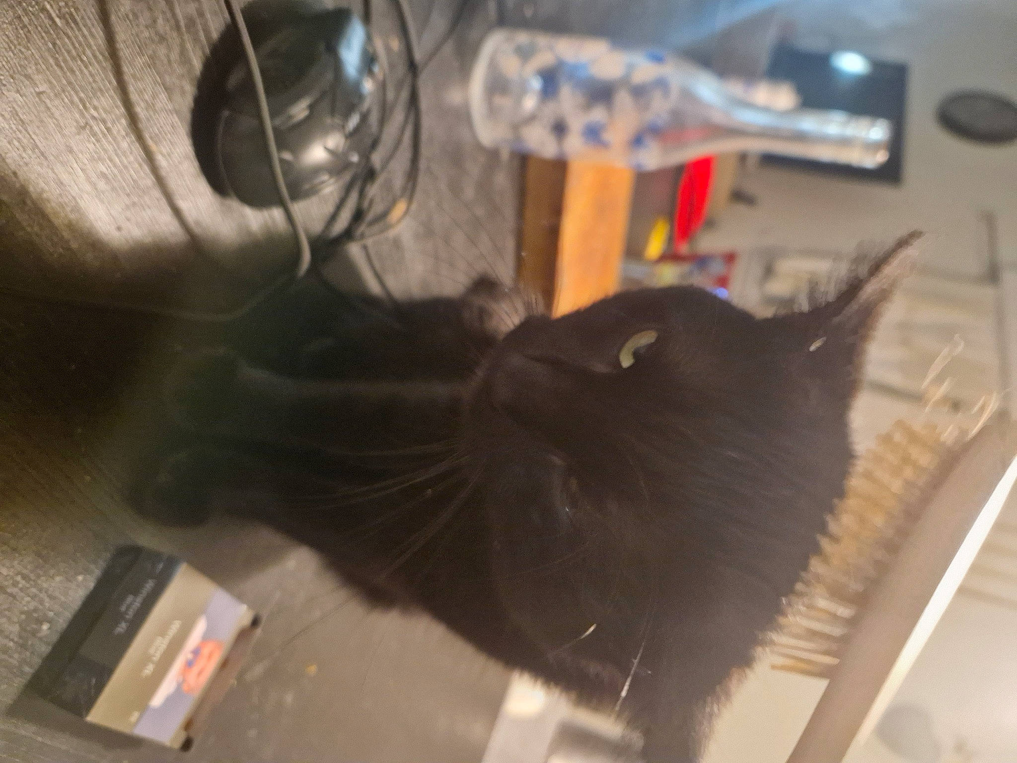 Tigrou a rejoint le concours — aidez-le/la à gagner de superbes lots ! audio_equipment, black_cat, bottle, cable, carnivore, cat, computer_hardware, domestic_short_haired_cat, electrical_supply, electrical_wiring, felidae, flooring, fluid, fur, room, small_to_medium_sized_cats, tail, water, whiskers, wire