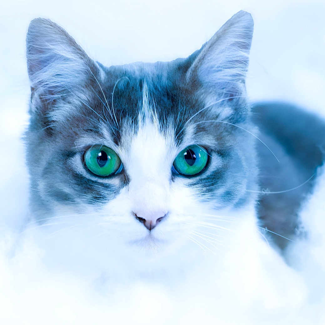 étoile a rejoint le concours — aidez-le/la à gagner de superbes lots ! abyssinian, angora, animal, cat, kitten, manx, pet, siamese, snout