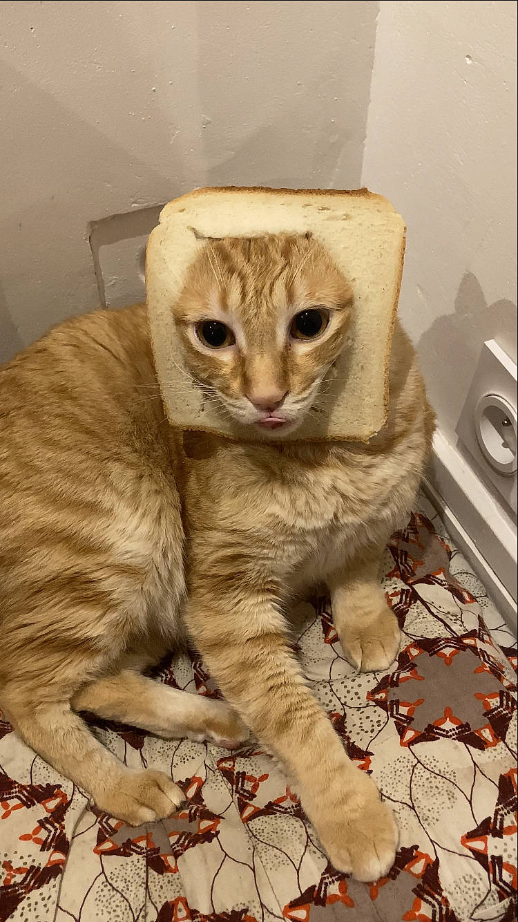 Negan participe au concours pour gagner de l'argent avec cette photo : beige, carnivore, cat, claw, comfort, domestic_short_haired_cat, fawn, felidae, foot, fur, glasses, paw, pet_supply, plant, sitting, small_to_medium_sized_cats, snout, tail, whiskers, wood