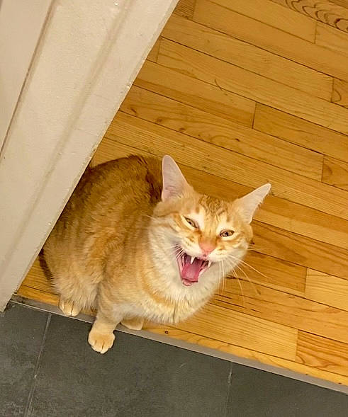 Negan participe au concours pour gagner de l'argent avec cette photo : carnivore, cat, comfort, domestic_short_haired_cat, eye, fawn, felidae, floor, flooring, fur, hardwood, plank, plywood, small_to_medium_sized_cats, snout, tail, varnish, whiskers, wood, wood_stain